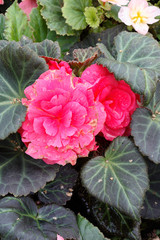Pink begonia