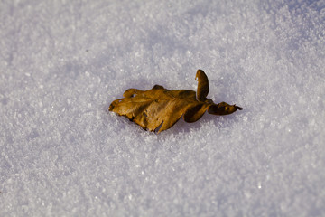 Eichenlaub im Schnee