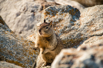 Naklejka premium sweet curious california ground squirrel, animal in california