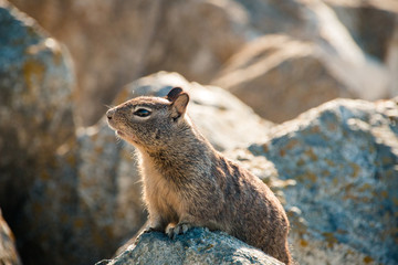 sweet curious california ground squirrel, animal in california