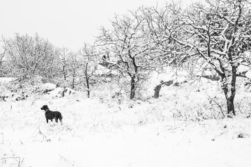 Perro en paisaje nevado