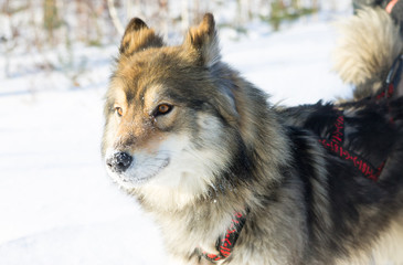 Portrait wolfdog in harness racing on a white background