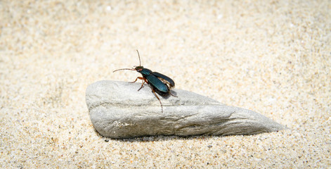 Käfer, Bock auf einem Stein, Sand, Strand, Europa, Südeuropa