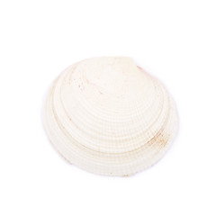 Sea shell isolated