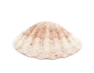 Sea shell isolated