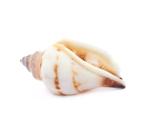 Sea shell isolated