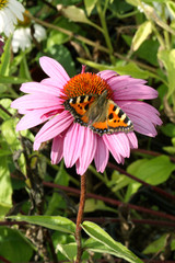 Red rudbeckia flower in the garden with butterfly