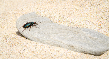 Käfer, Bock auf einem Stein, Sand, Strand, Europa, Südeuropa