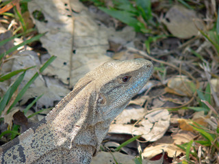 weiblicher Leguan in Costa Rica