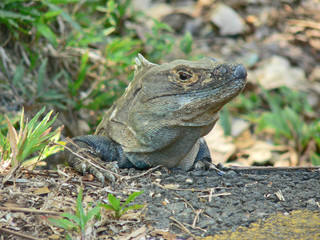 männlicher junger Leguan in Costa Rica