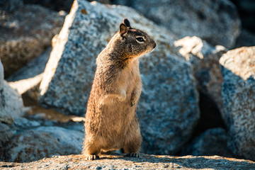 sweet curious california ground squirrel standing upright, anima