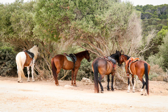 Reitpferde warten auf ihre Reiter, Europa, Natur, Sport