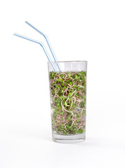 Radish sprouts in highball glass filled with water with two stra