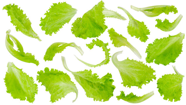 Fresh green lettuce leaves on white background