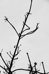 sumi-e
