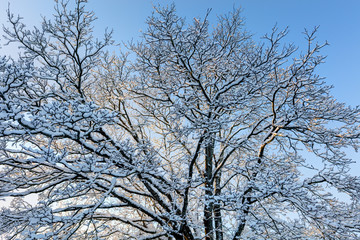 Fototapeta na wymiar Snowy trees. Hoarfrost against a blue sky.