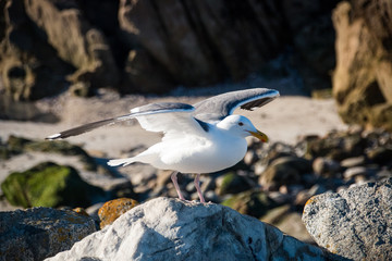 Seagull spreading its wings to fly away