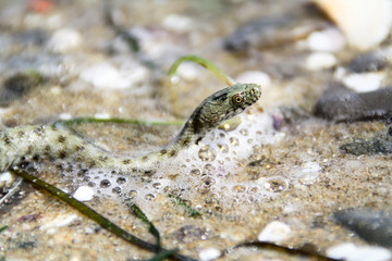 Würfelnatter am Strand, Wasser, Natur, Europa, Bulgarien