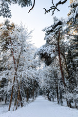 Path in the snowy forest.
