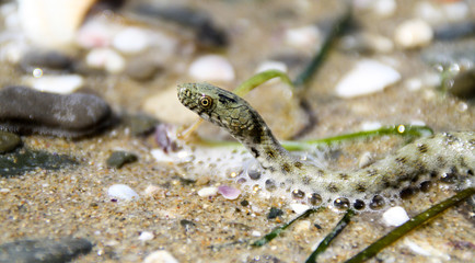 Würfelnatter am Strand, Wasser, Natur, Europa, Bulgarien