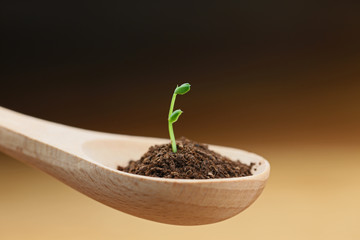 スプーンの新芽