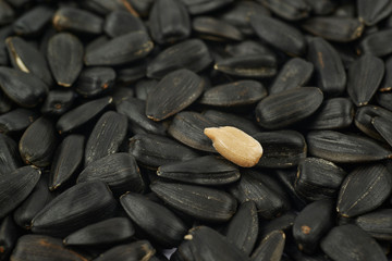Surface coated with the sunflower seeds