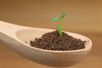 スプーンの新芽