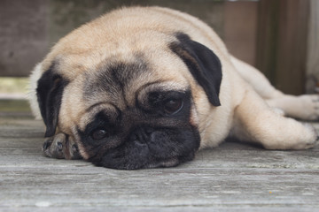 Sleepy Pug Lying Down on Wooden Deck