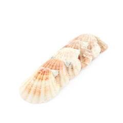 Line of sea shells isolated