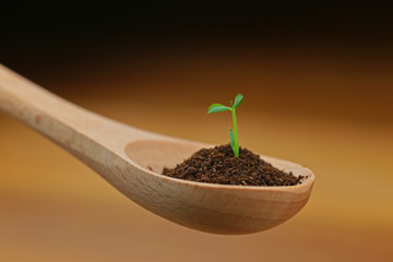 スプーンの新芽