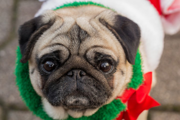 Obraz premium Portrait of Pug with Red and Green Collar