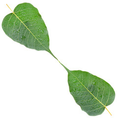 Bo leaf isolated on white background