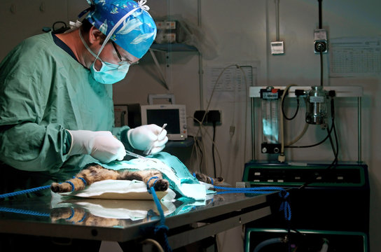 v&eacute;t&eacute;rinaire op&eacute;rant un chat - castration