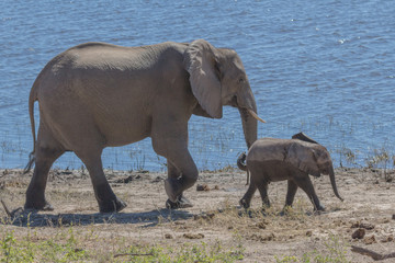 Baby Elephant Walking in Front of Mother at Shore of River