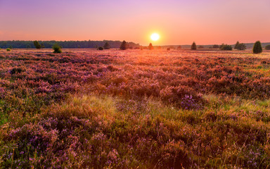 Sunset in the Luneburg heather