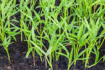 Vegetable crop in laboratory for scientists studying of science and selective.