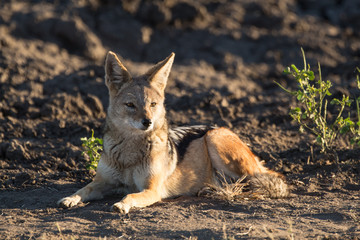 Black-backed Jackal in Field with Early Morning Light