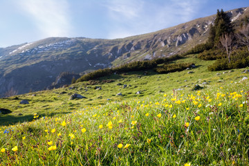 mountain meadow  in spring; bunch of yellow flowers in the foreground against blurred background 
