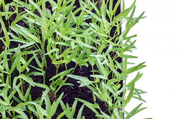 Vegetable crop in laboratory for scientists studying of science and selective.