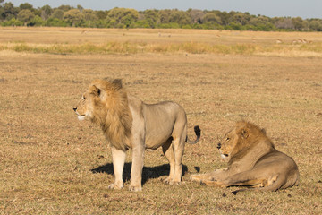Young Adult Male Lions in African Landscape