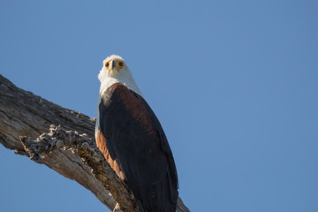 African Fish Eagle Perched on Tree Branch with Blue Sky Background
