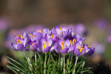 Group purple crocuses. Spring landscape.