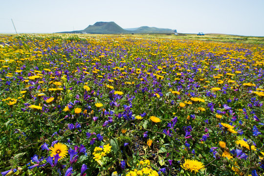 Field with carpet from spring flowers and sunny day, February-March Lanzarote