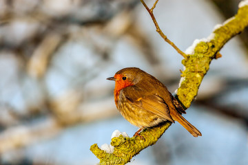 Robin