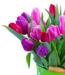 fresh purple, pinkand red tulip flowers with green leaves close up isolated on white background