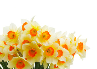 Fresh spring Light and dark yellow daffodils posy isolated on white background