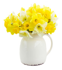 Fresh spring Light and dark yellow daffodils in clay vase isolated on white background
