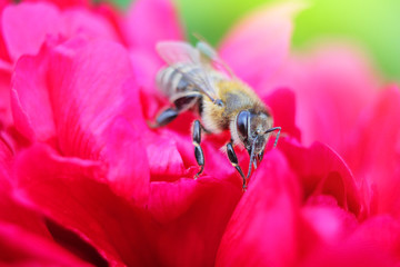 Bee on flower red peony close up macro while collecting pollen.