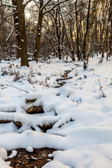 Snow in Epping Forest