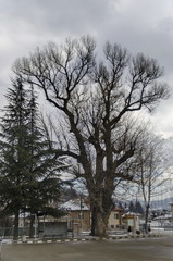 Venerable poplar or populus  tree in winter center village Pasarel, Bulgaria.  Poplar is over 150...